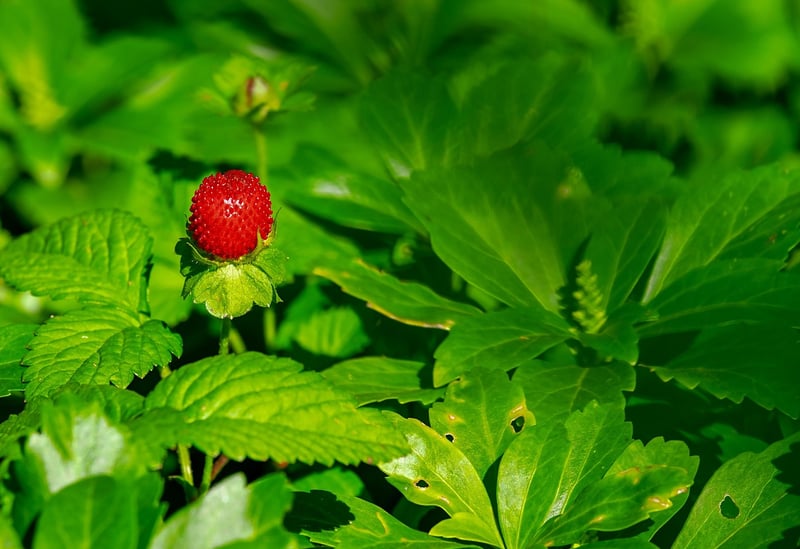 Spring Salad